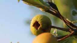 Obstbäume im Klimawandel