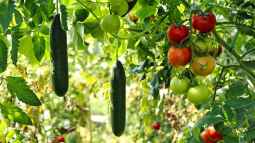 Bereits im Januar: Das Gartenjahr beginnt