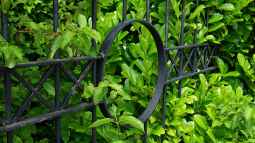 Immergrüne Pflanzen in der Kälte: So überstehen sie den Frost