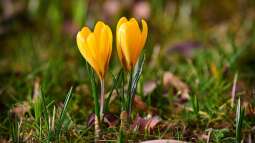 Frühblüher im Haus: Auspflanzen nach der Blüte