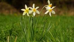 Frühblüher im Haus: Auspflanzen nach der Blüte