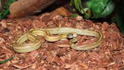 Das Terrarium stinkt: Unangenehme Gerüche vermeiden