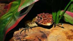 Das Terrarium stinkt: Unangenehme Gerüche vermeiden