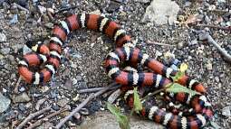 Was macht Königsnattern bei Terrariumbesitzern so beliebt?