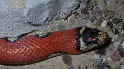 Was macht Königsnattern bei Terrariumbesitzern so beliebt?