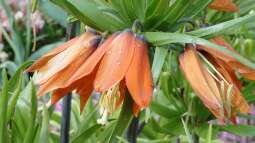 Die Kaiserkrone als natürlicher Wühlmausschreck