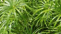 Papyrus - Gartenpflanze mit geschichtlicher Bedeutung