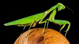 Gottesanbeterin: Für Kinder geeignete Exoten?