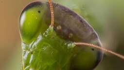 Gottesanbeterin: Für Kinder geeignete Exoten?