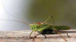 Grashüpfer - Beobachtungen im eigenen Garten