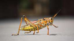 Grashüpfer - Beobachtungen im eigenen Garten