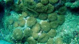 Blumentiere – faszinierende Nesseltiere mit pflanzenähnlichem Erscheinungsbild