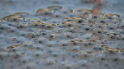 Umgang mit Amphibienlaich im Gartenteich: Was erlaubt ist, was nicht - und wie man Amphibien unterstützen kann