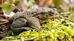 Frosch, Kröte oder Molch? Amphibienlaich im Gartenteich unterscheiden