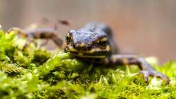 Frosch, Kröte oder Molch? Amphibienlaich im Gartenteich unterscheiden