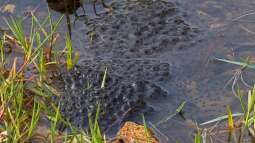 Frosch, Kröte oder Molch? Amphibienlaich im Gartenteich unterscheiden