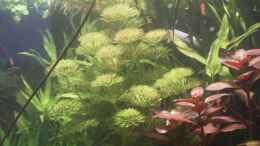 aquarium-von-dschinn-becken-10017-039-durch-umzug-leider-aufgeloest039-_links Limnophila sessiflora & rechts Ludwiga spec. weinrot