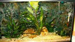 aquarium-von-thomas-bretzlaff-becken-1003_Becken klein 2