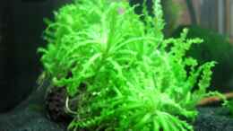 aquarium-von-aquarium-bochum-nano-cube_Pogostemon helferi