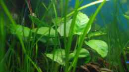 aquarium-von-markus-becken-10041_halt eine Anubias