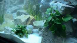 aquarium-von-tropicmarin-becken-10047_