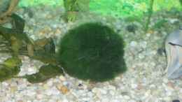 aquarium-von-maximilian-liebl-becken-10052_