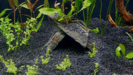 aquarium-von-angelfish-becken-10061_kub. Perlkraut am ersten Tag