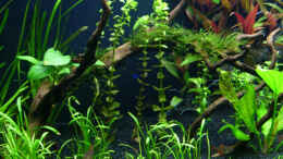 aquarium-von-angelfish-becken-10061_19. Tag - linke Seite