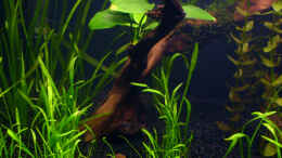 aquarium-von-angelfish-becken-10061_Anubias, Valisnerie usw... 7. Tag