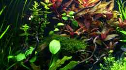 aquarium-von-angelfish-becken-10061_nach nur 5 Wochen!!