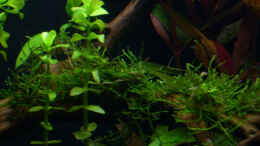 aquarium-von-angelfish-becken-10061_19. Tag - Javamoos