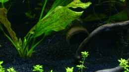 aquarium-von-angelfish-becken-10061_Welshöhlen aus Ton - eine liegt nun links hinten versteckt,