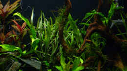 aquarium-von-angelfish-becken-10061_19. Tag - rechte Seite