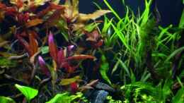 aquarium-von-angelfish-becken-10061_27. Tag rechts