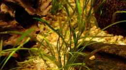 aquarium-von-chris-p--becken-10066_Echinodorus tenellus