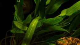 aquarium-von-chris-p--becken-10066_Cryptocoryne x willisii