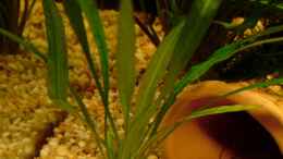 aquarium-von-chris-p--becken-10066_Echinodorus amazonicus