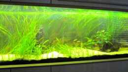 aquarium-von-barbara-langenberger-becken-10090_