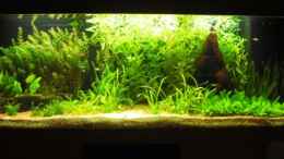 aquarium-von-melafux-becken-10108_