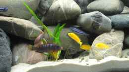 Foto mit Labidochromis hongi, Labidochromis yellow, Melanochromis maingano