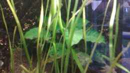 aquarium-von-bertone262-becken-10117_versalie