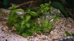 aquarium-von-stefane--becken-10118_Bacopa caroliniana