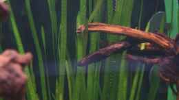 aquarium-von-stefane--becken-10118_Vallisneria nana