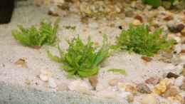 aquarium-von-stefane--becken-10118_Popostemon helferi