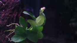 aquarium-von-stefane--becken-10118_Anubias barteri var. nana