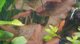 aquarium-von-stefane--becken-10118_roter Tigerlotus