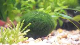 aquarium-von-stefane--becken-10118_Mooskugel 2