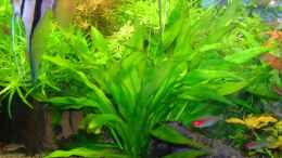 aquarium-von-bungi-becken-10124_Echinodorus parviflorus