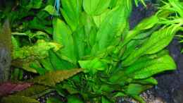 aquarium-von-bungi-becken-10124_Echinodorus schlueteri