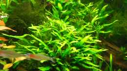 aquarium-von-bungi-becken-10124_Partien von Microsorien